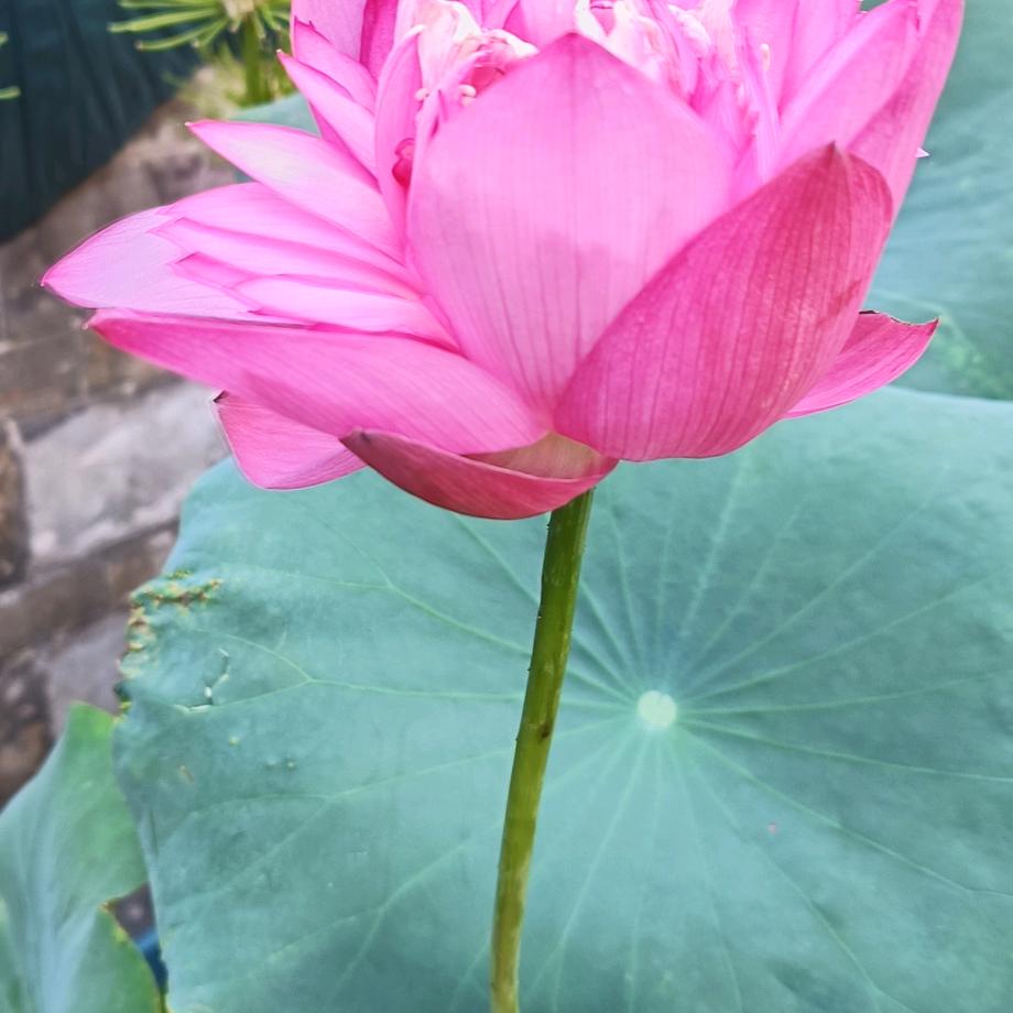 人生若只如初见