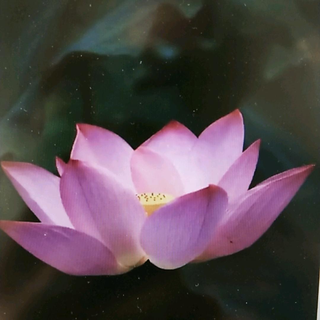 小秘书（茴观领资料分享）