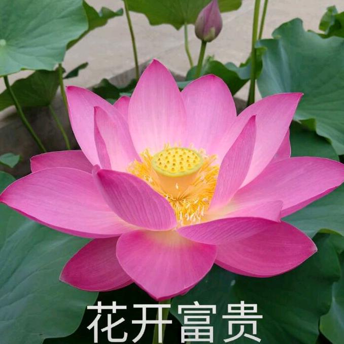 心率