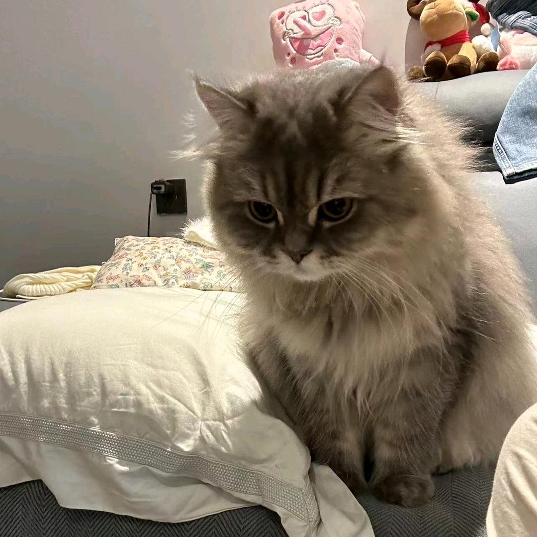 请说公主早点睡觉