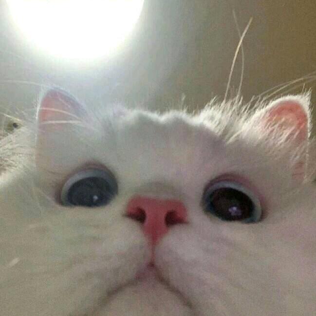 箐箐