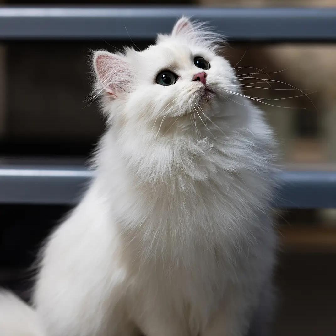 杨桃桃~