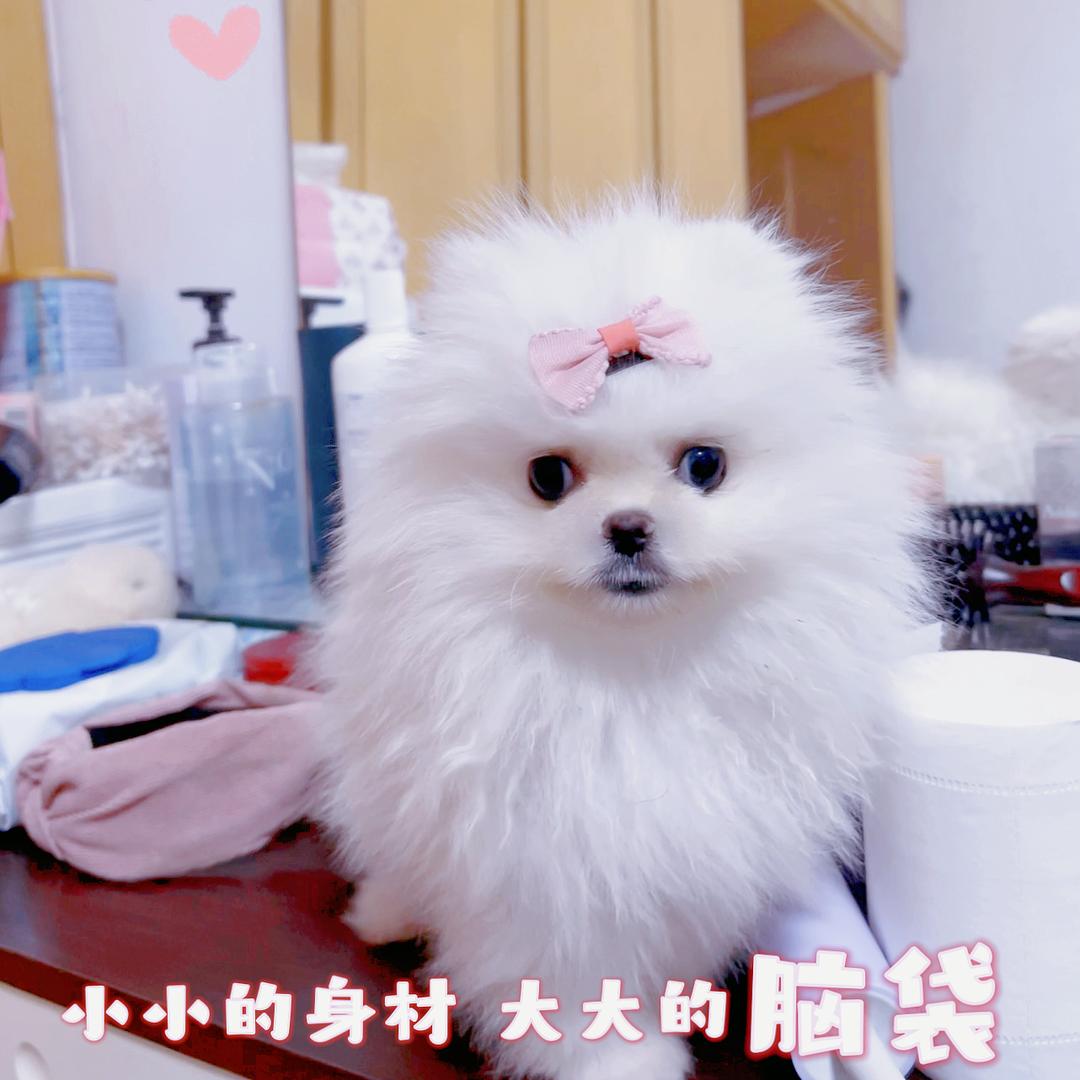 毛孩儿的干饭馆！