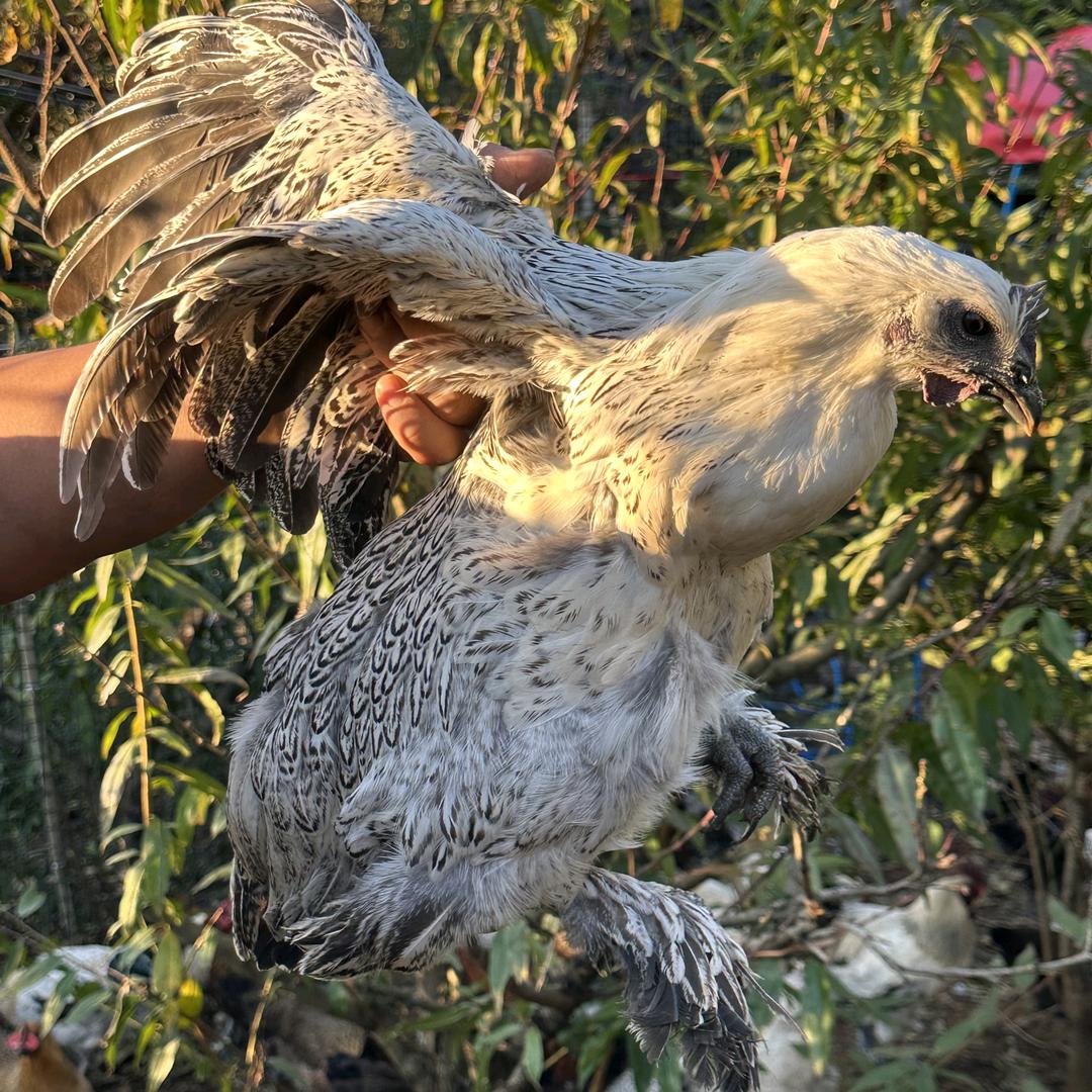 九诚农村跑山鸡
