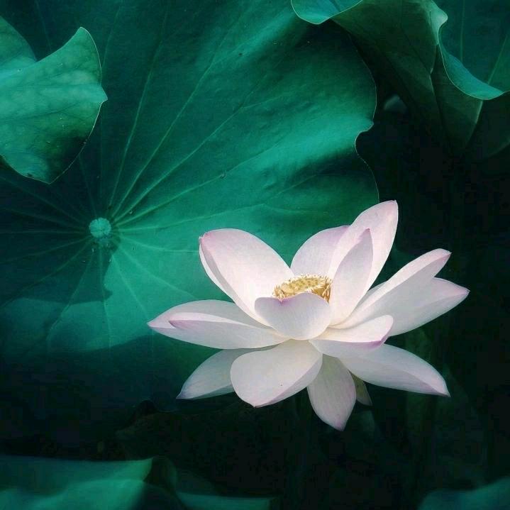 婉茹向往