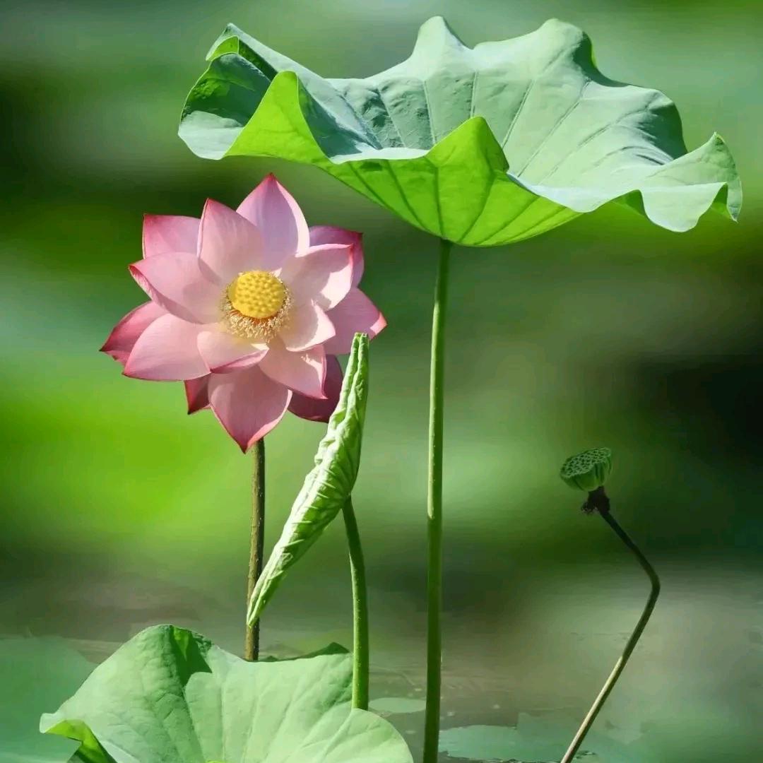 叶菩提