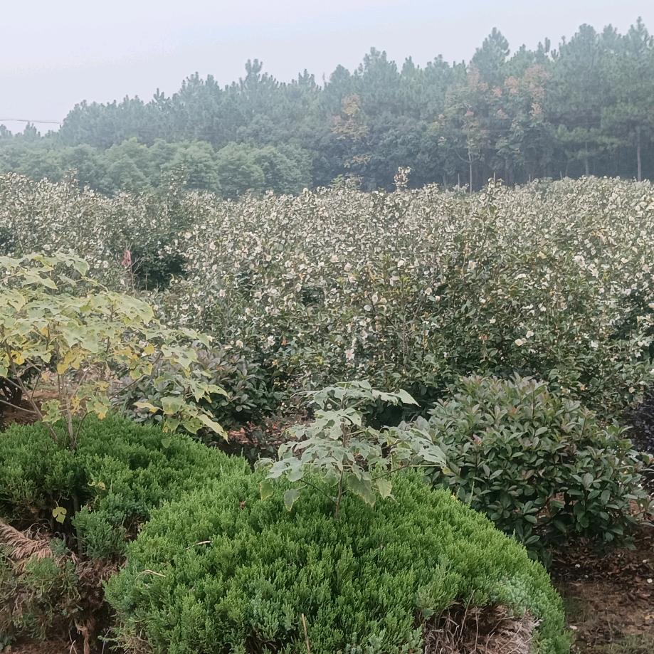 用户