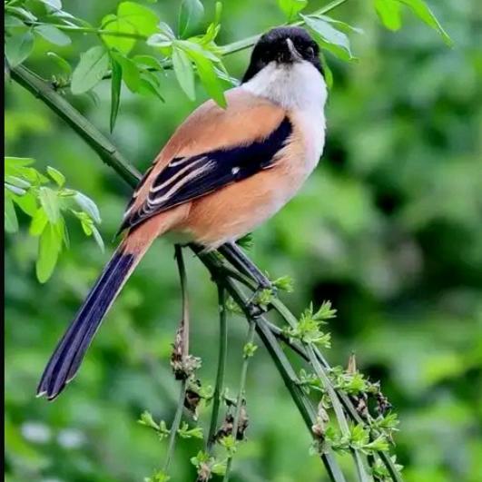 钓不到鱼的笨猫