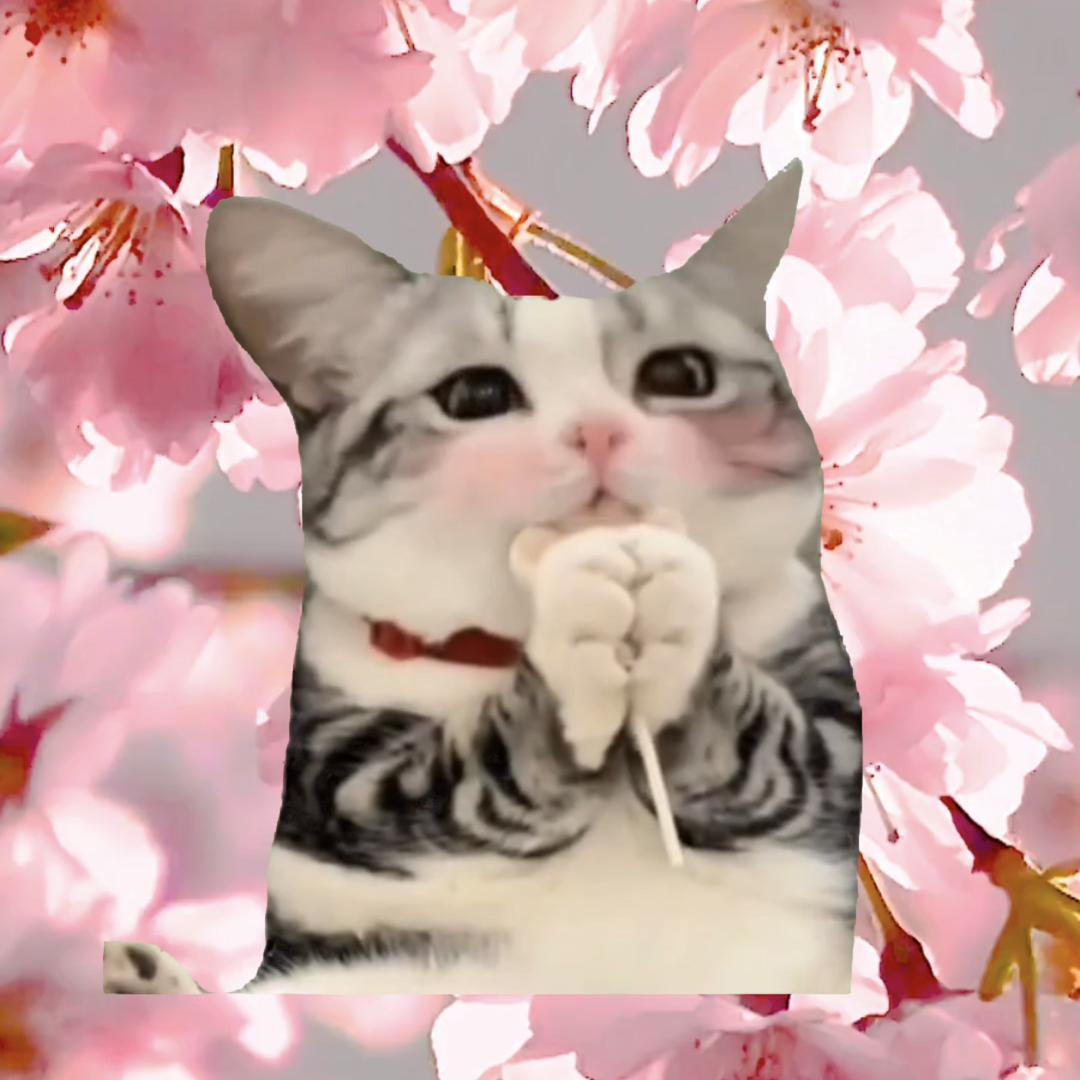 猫meme动画