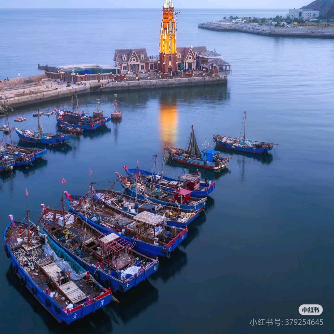 自由的海鸥