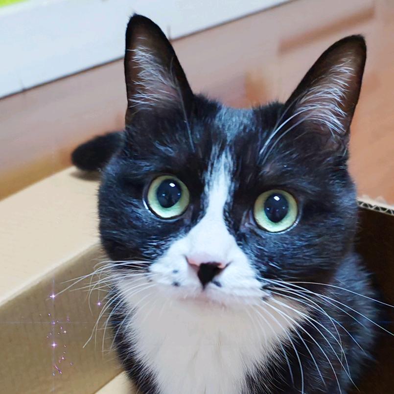 咪路是只奶牛猫