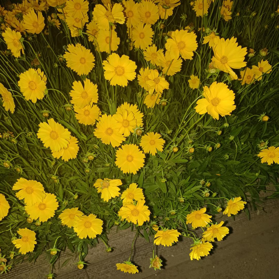 七零后的小尾巴霞姐