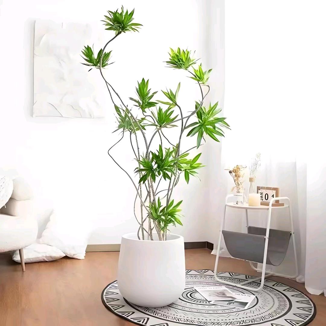 海口美兰小刘花卉园艺店（个体工商户）