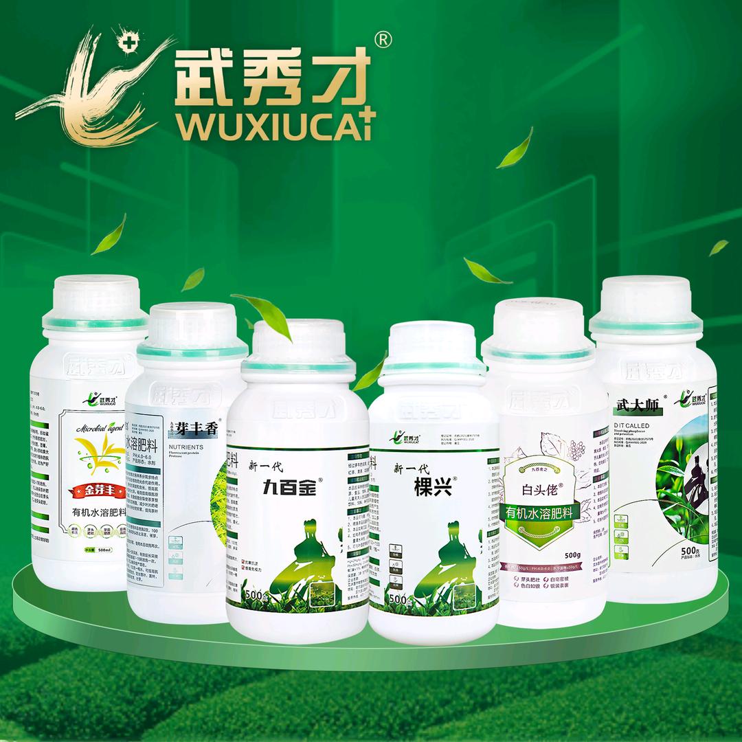 九百金棵兴茶叶种植