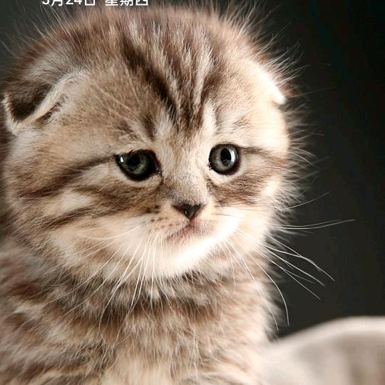 真心真意的爱你