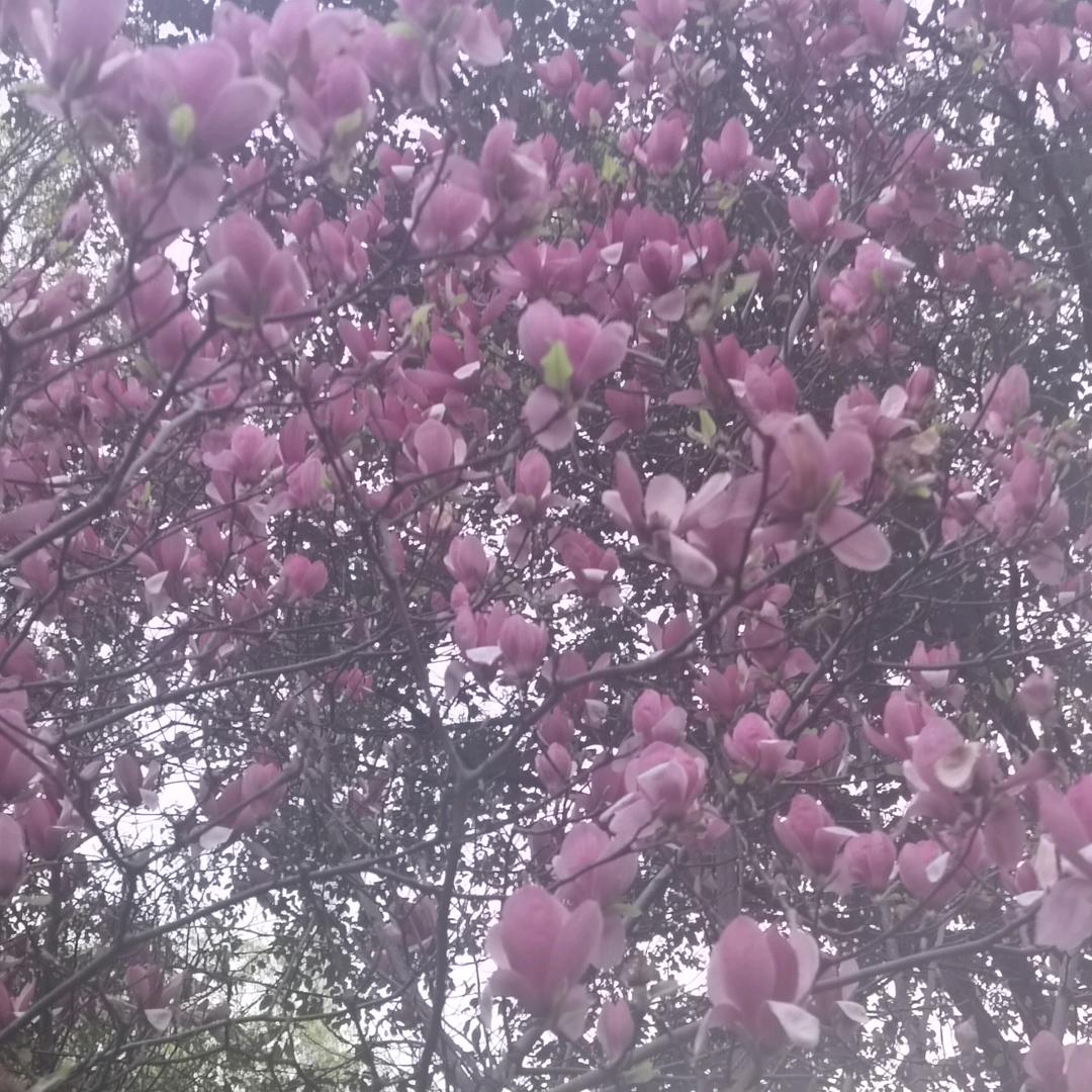 随遇 (ૢ˃ꌂ˂⁎)而安