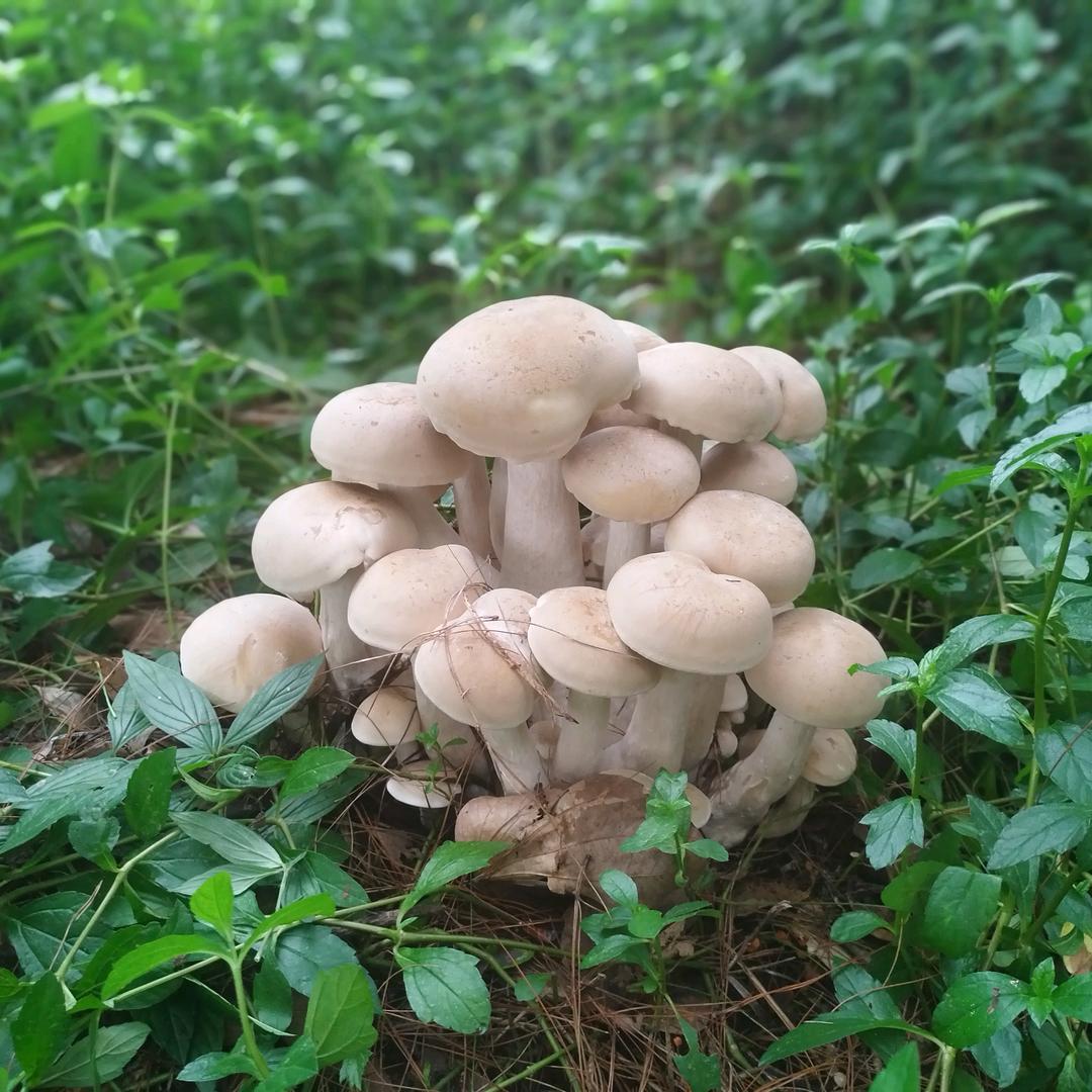 ℒℴѵℯ·木木·ꦿ໊ོ