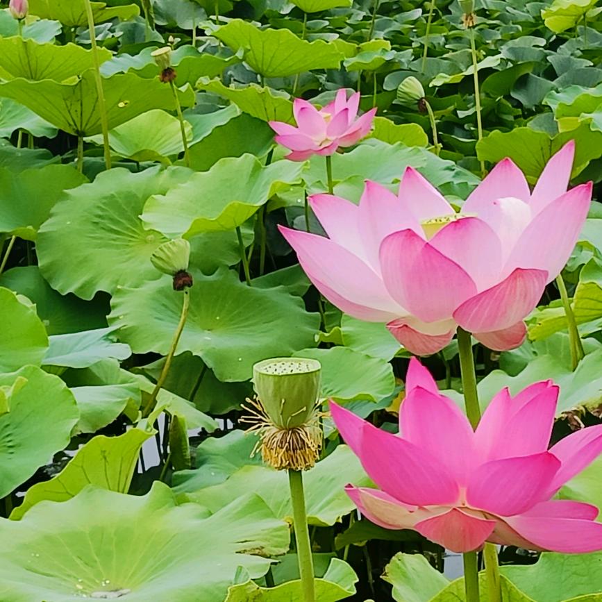 牛牛  .