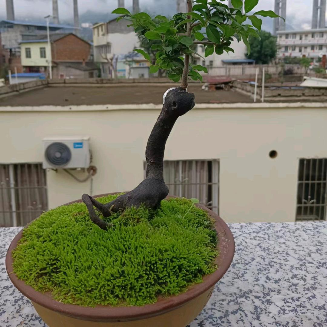 周帅