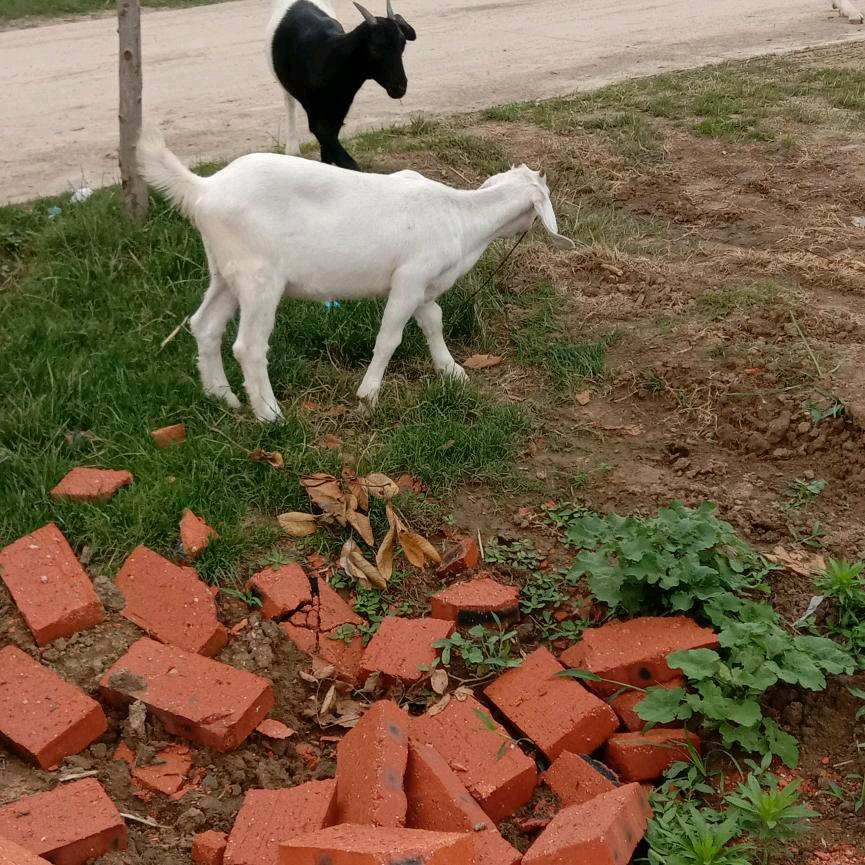 袁💪💪💪军无戏言