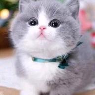 猫咪宝贝