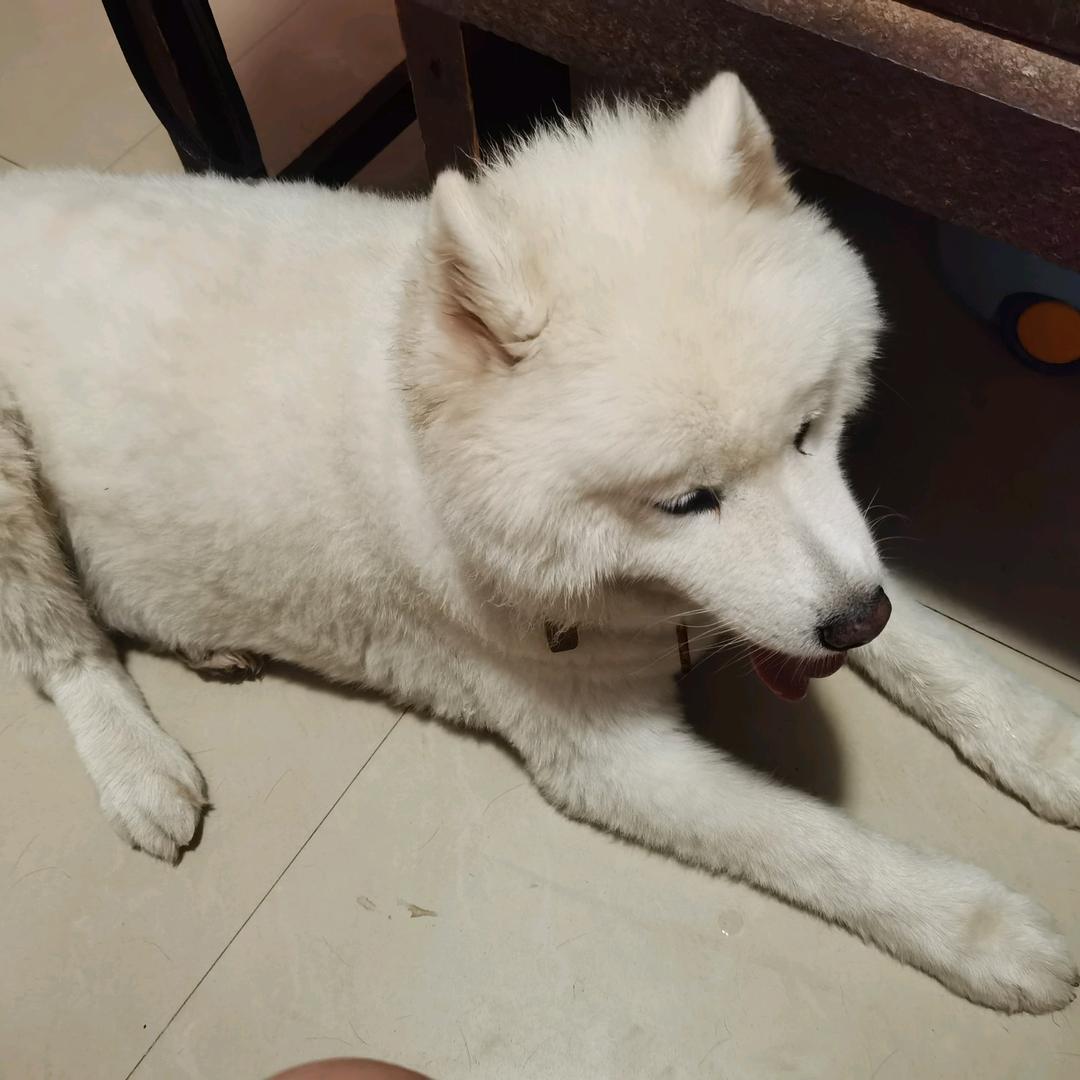 蝶恋儿