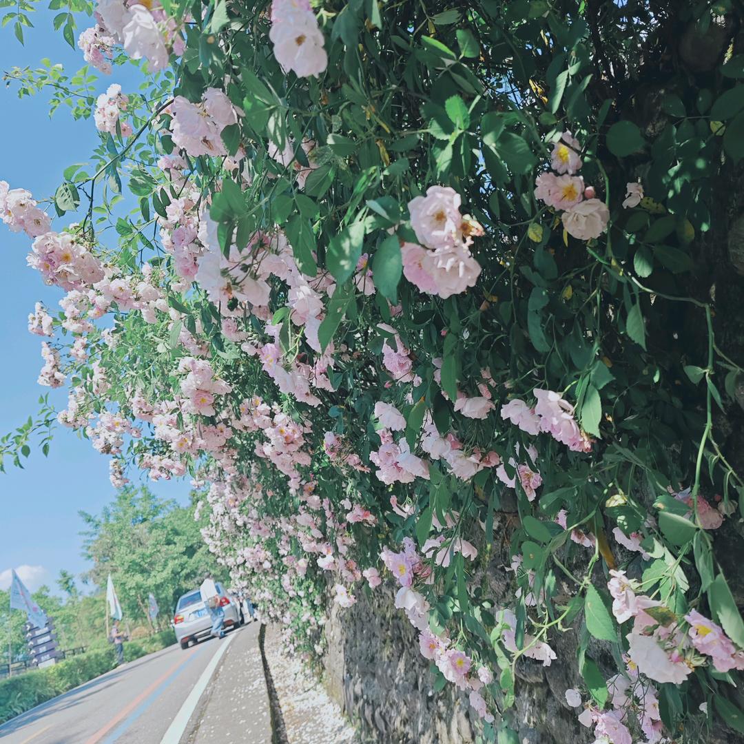 一颗糖