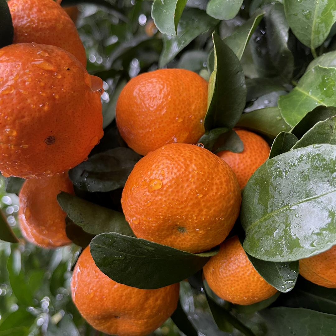 恒沣农场砂糖橘