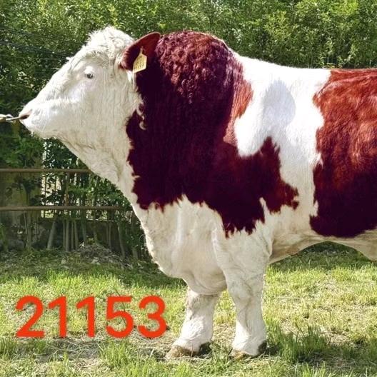 老厂冻精改良左师