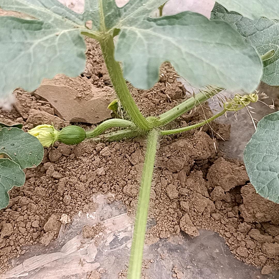 豆芽芽