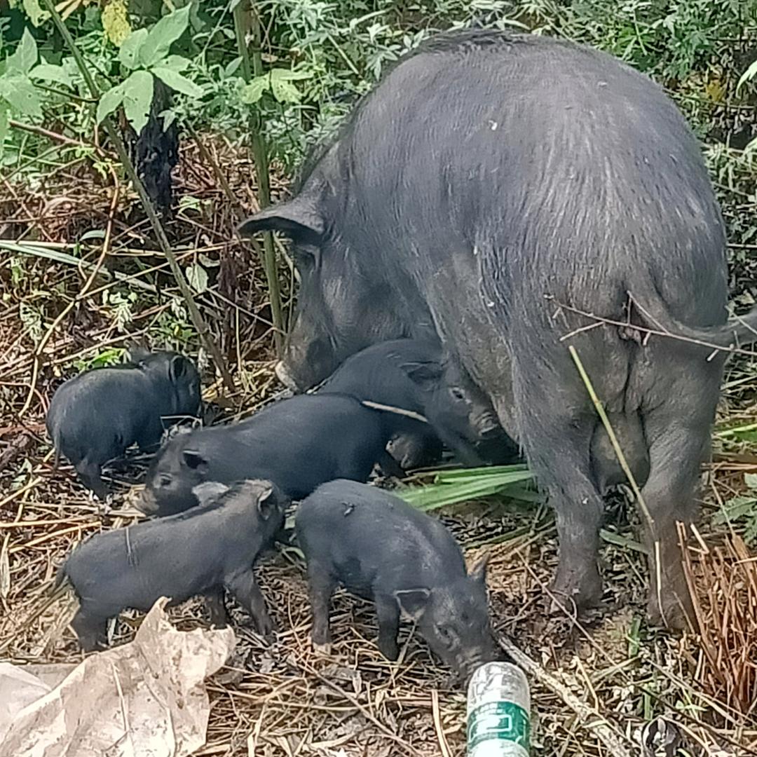 清发哥/藏香猪自殖养殖基地