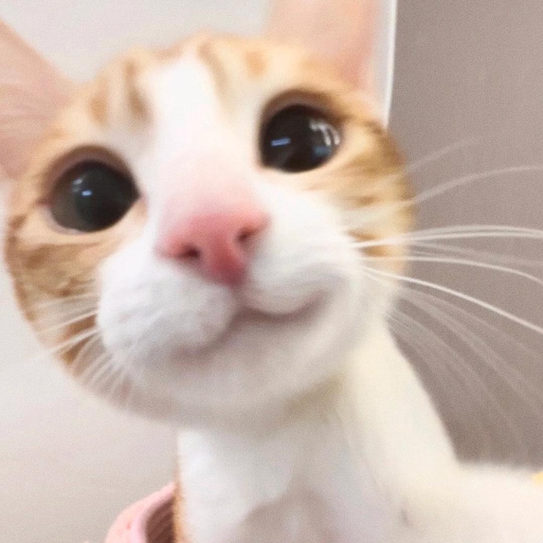 无敌小猴子٩( 'ω' )و
