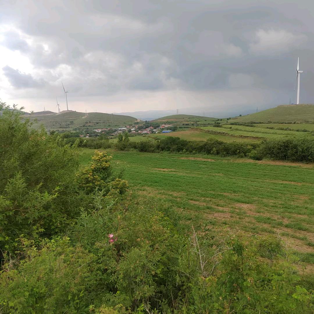 命绽放情花_204920620