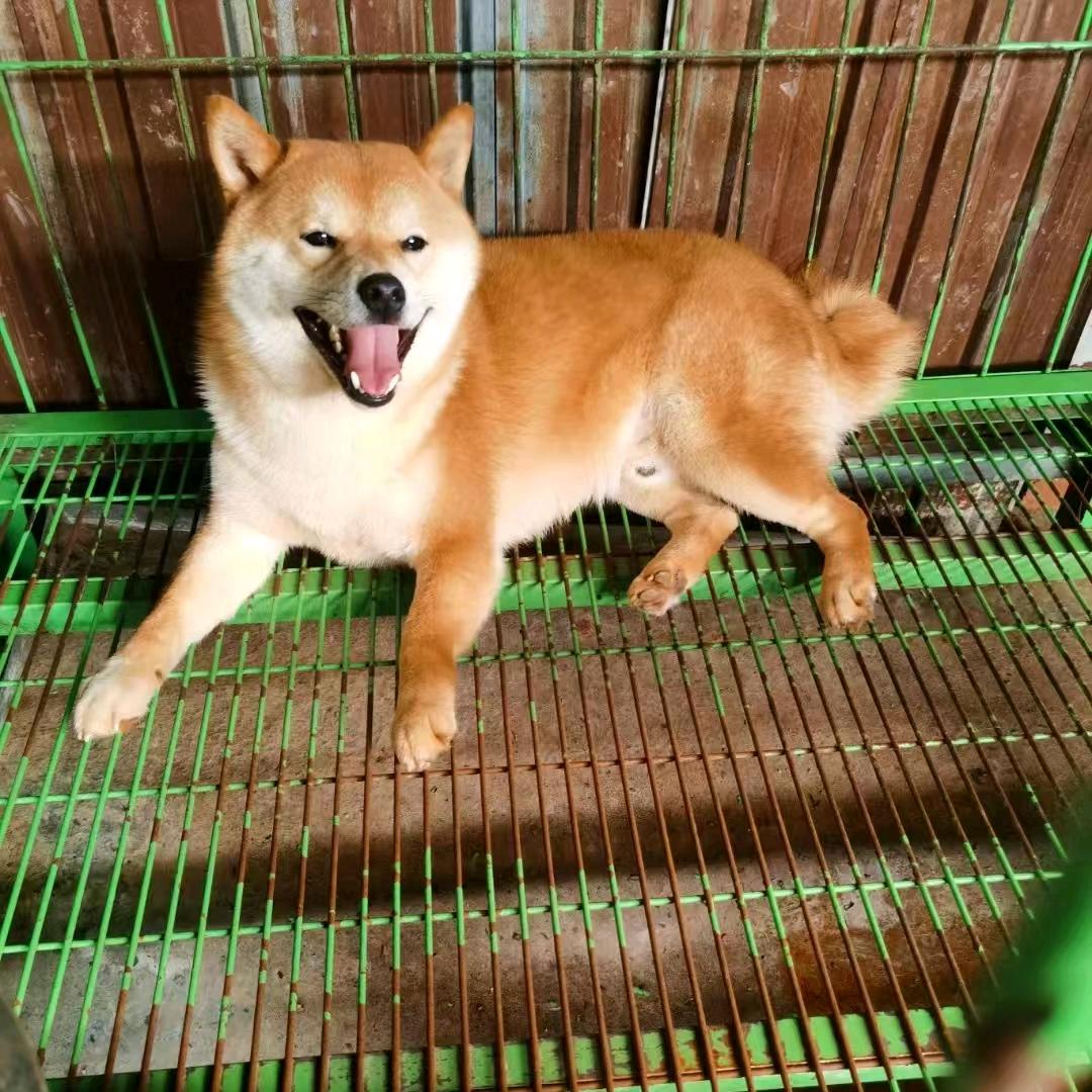 射洪柴犬庄园
