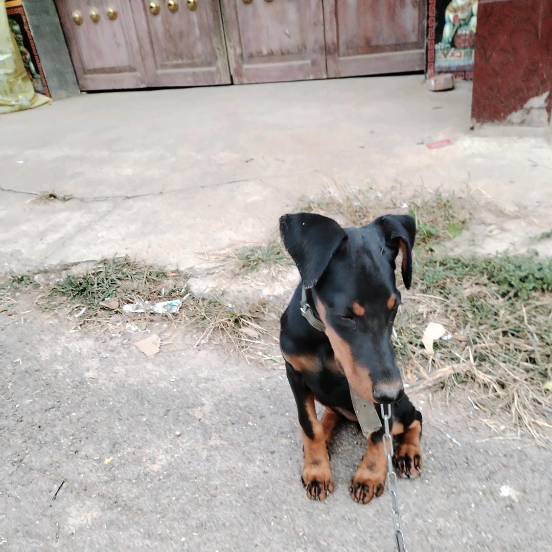 老张专业养杜宾