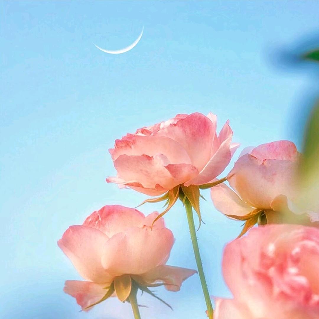 生如夏花