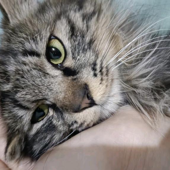 鸟殿（疾迹骥）