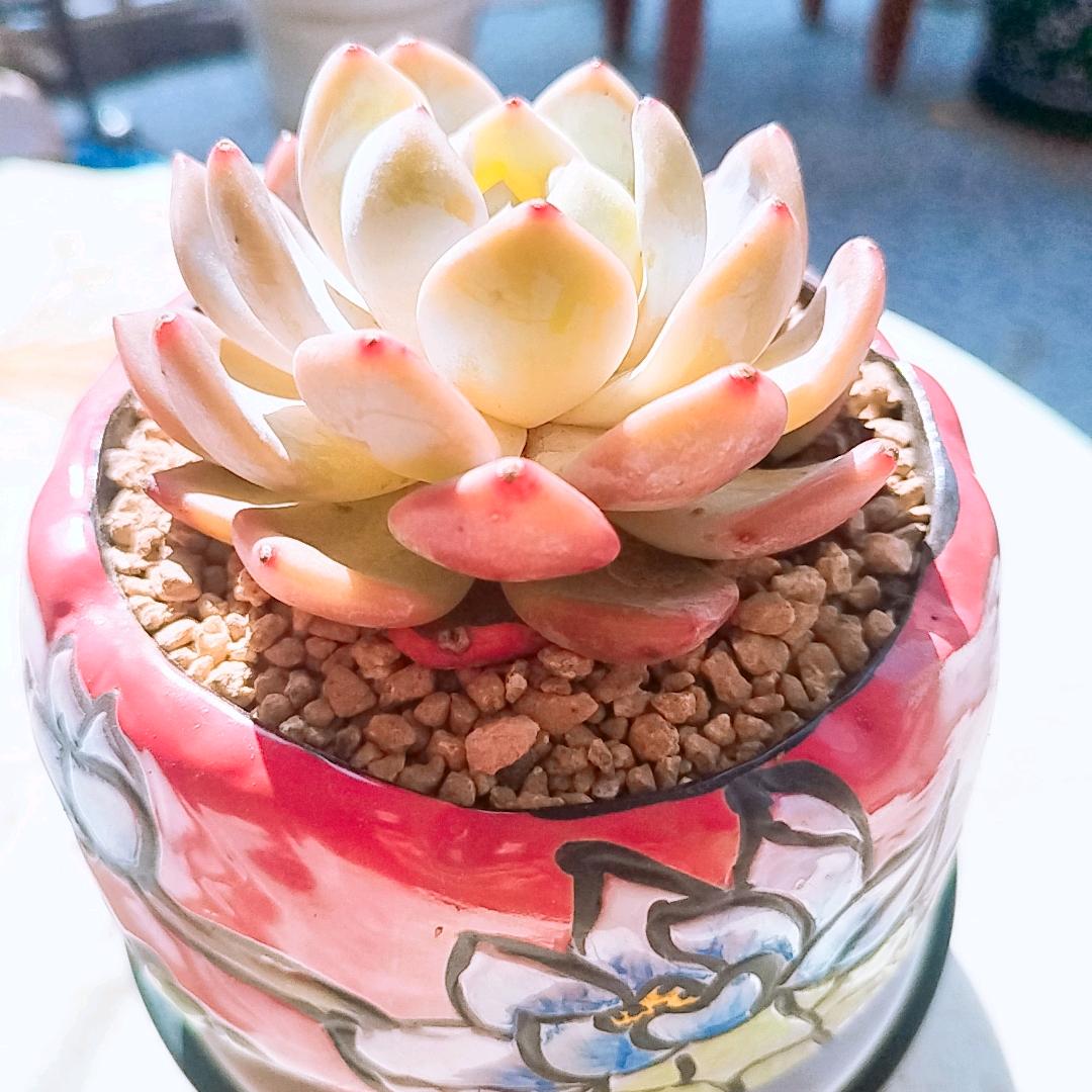 无事 看花