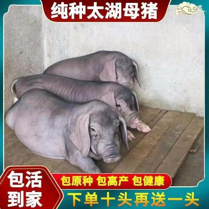 小刘种猪繁育场