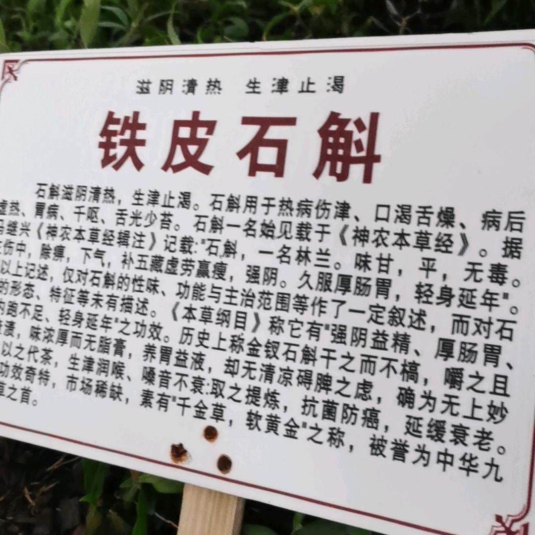 家庭药材种植李哥