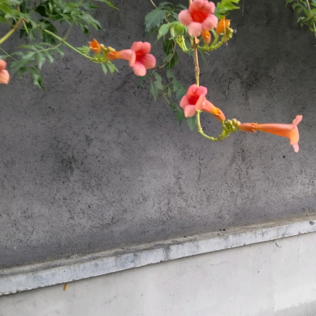 无花果