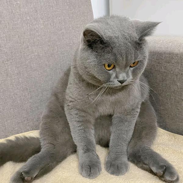 椰奶（冰沙）清补凉