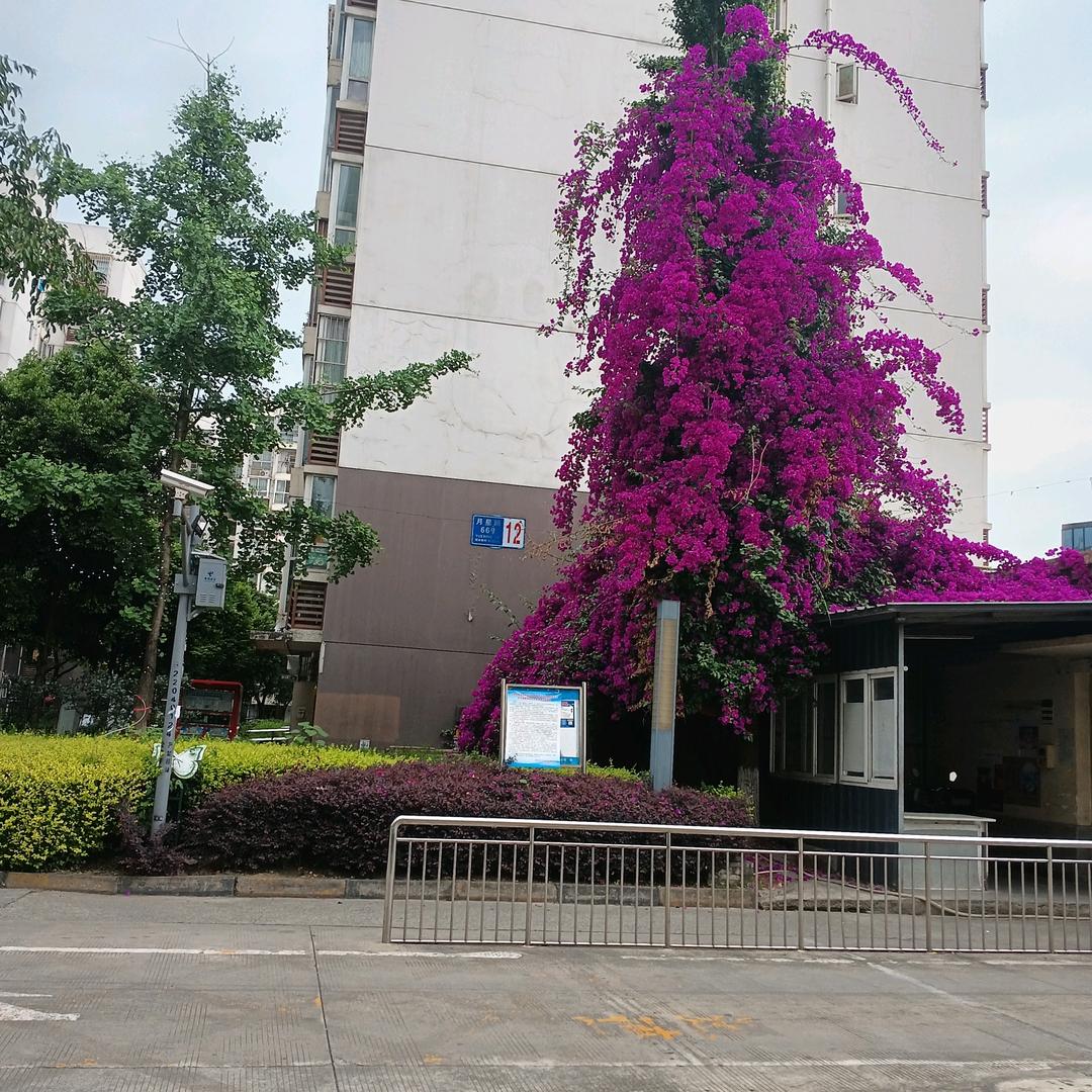 建华