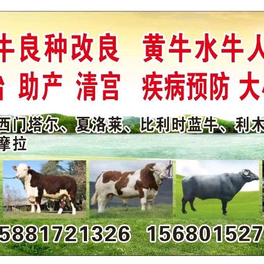 肉牛人工改良