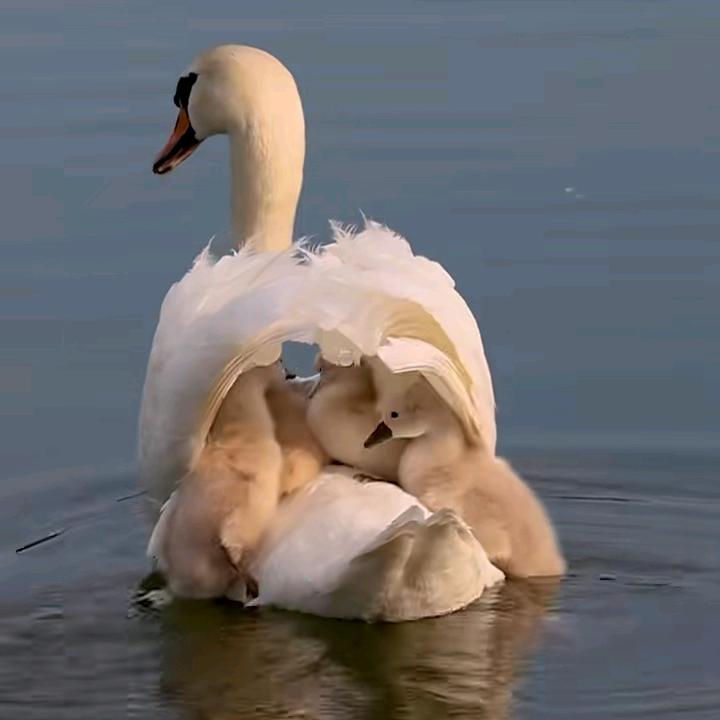 搞笑神评