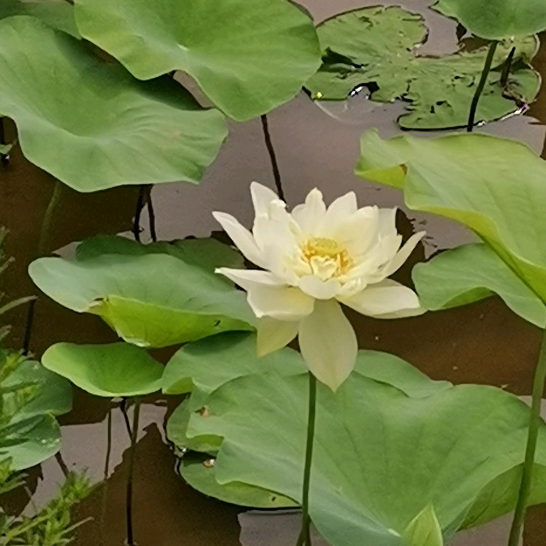 五七大队