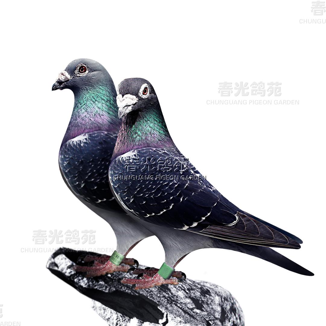 春光鸽苑