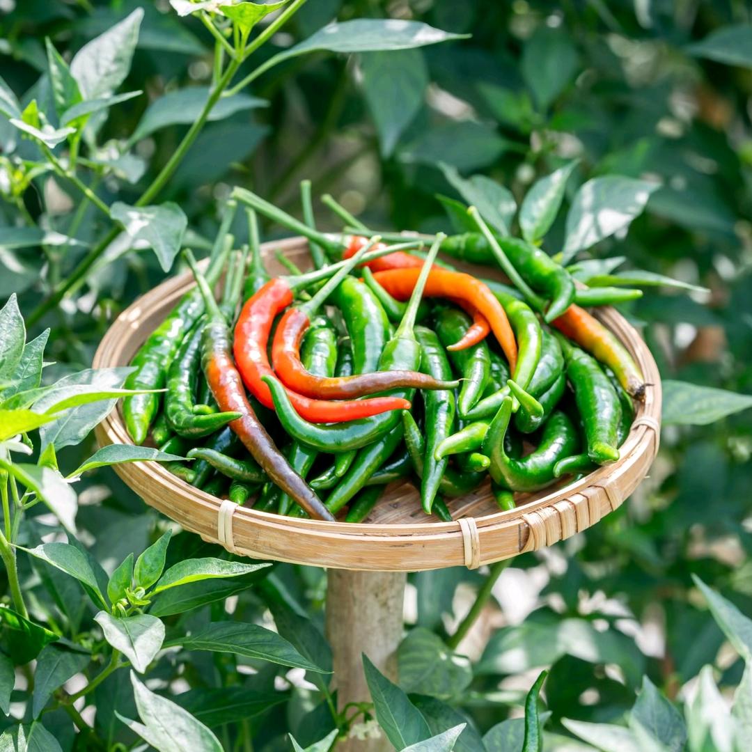 张同学农特产日记