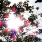 芍茵小屋