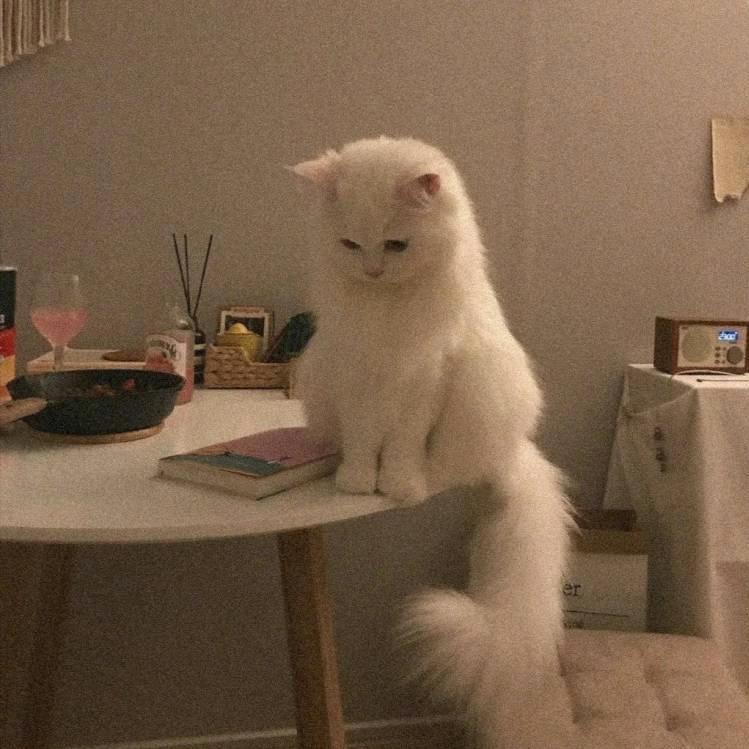 小小崽子